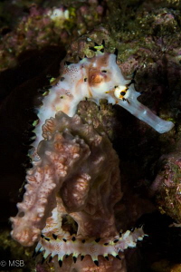 Seems like a kind of affinity. Thorny sea horse is huggin... by Mehmet Salih Bilal 